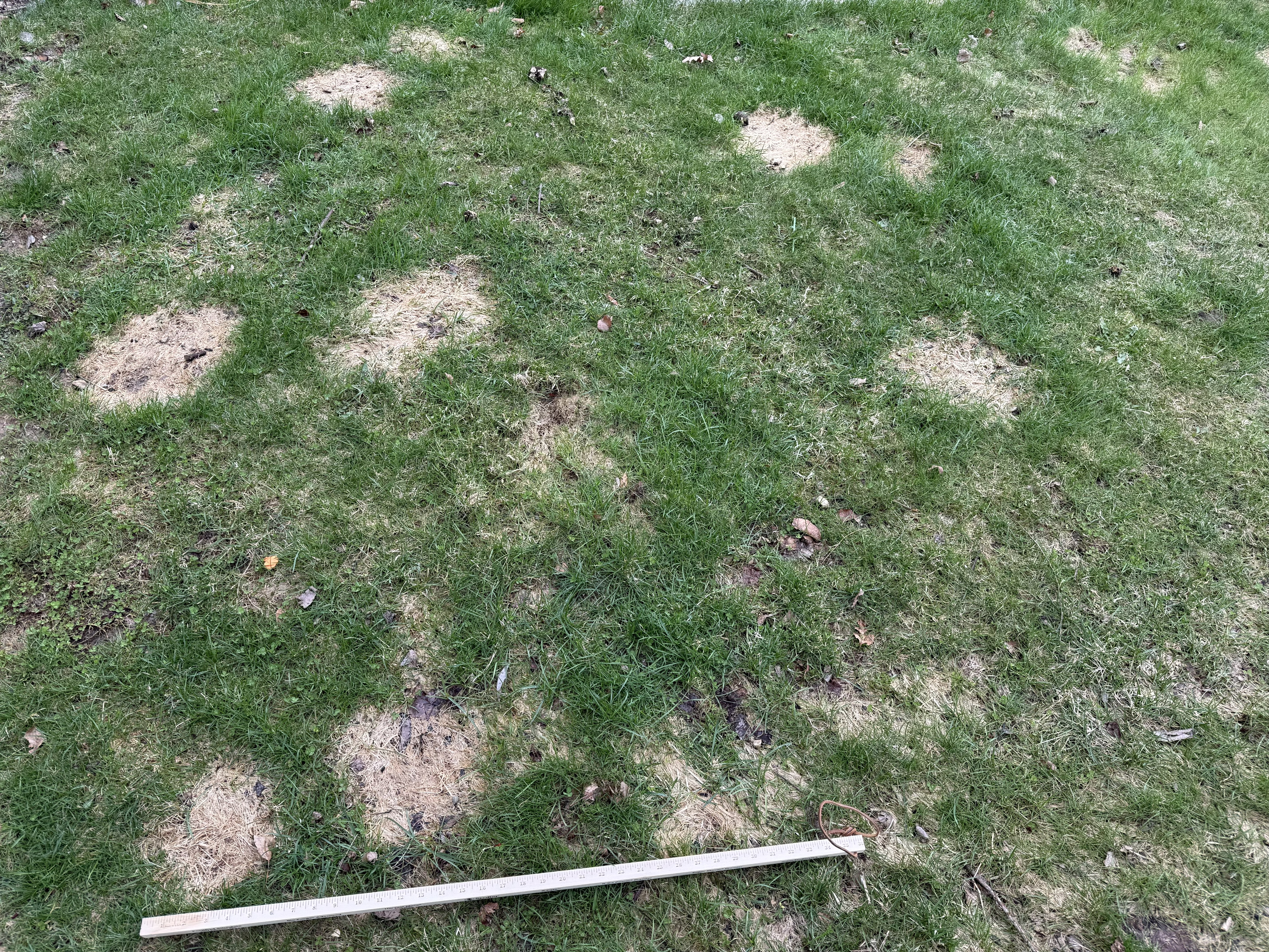 Turfgrass area with numerous small to medium circular patches of tan, blighted grass scattered across green turf; a measuring stick is placed along the bottom of the image for scale, with some leaf debris visible among the patches.